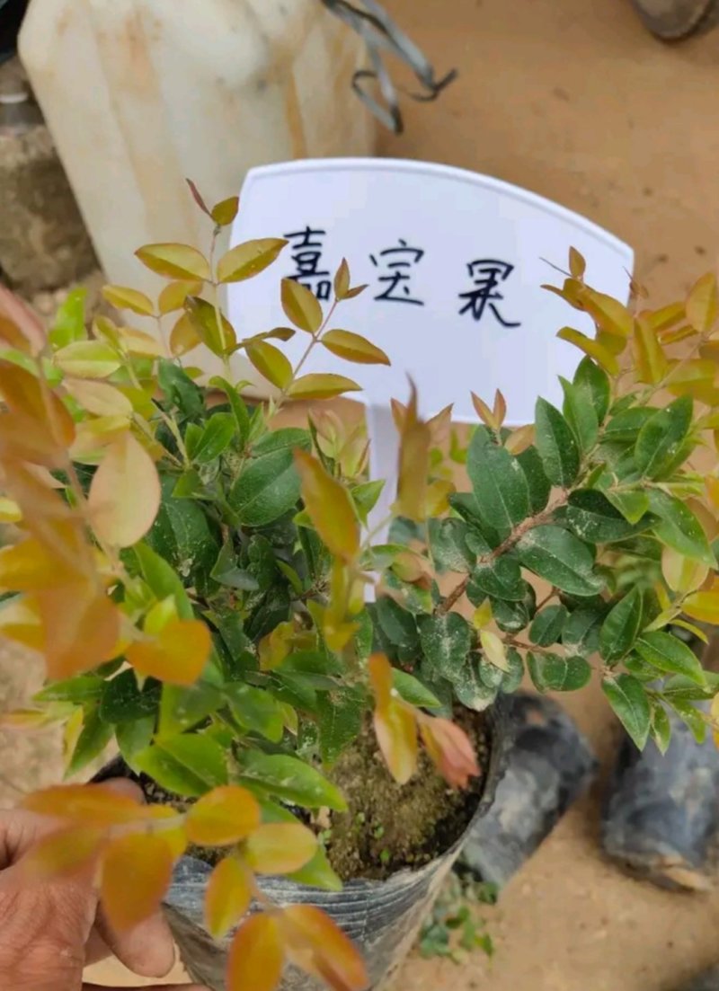 台湾沙巴嘉宝果苗，裸根苗，小杯苗