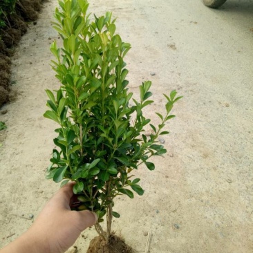 庭院绿篱植物造型树小叶黄杨球瓜子黄杨球盆景四季长青冬青