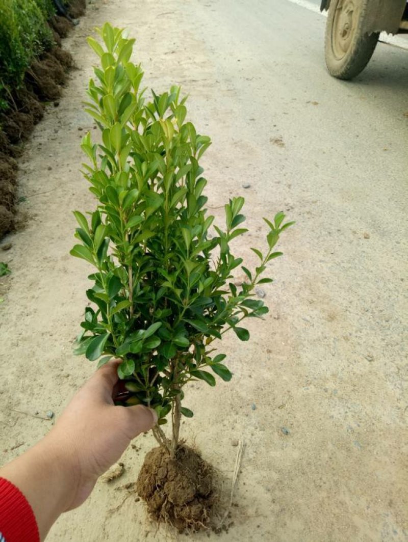 庭院绿篱植物造型树小叶黄杨球瓜子黄杨球盆景四季长青冬青