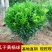庭院绿篱植物造型树小叶黄杨球瓜子黄杨球盆景四季长青冬青
