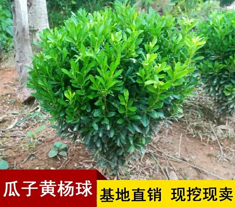 庭院绿篱植物造型树小叶黄杨球瓜子黄杨球盆景四季长青冬青