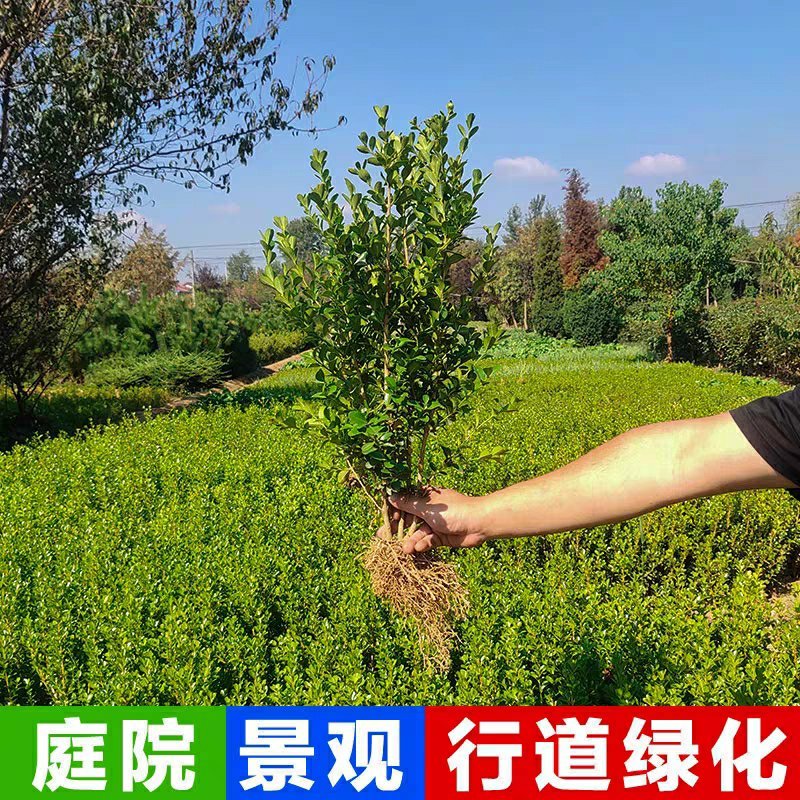庭院绿篱植物造型树小叶黄杨球瓜子黄杨球盆景四季长青冬青