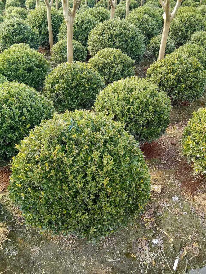 庭院绿篱植物造型树小叶黄杨球瓜子黄杨球盆景四季长青冬青