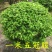 庭院绿篱植物造型树小叶黄杨球瓜子黄杨球盆景四季长青冬青