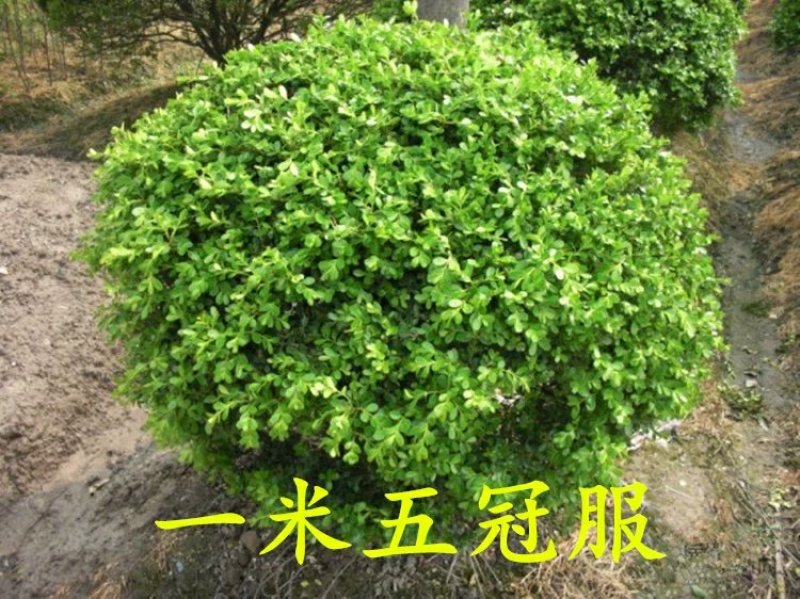 庭院绿篱植物造型树小叶黄杨球瓜子黄杨球盆景四季长青冬青
