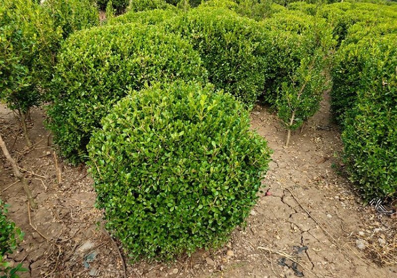 庭院绿篱植物造型树小叶黄杨球瓜子黄杨球盆景四季长青冬青