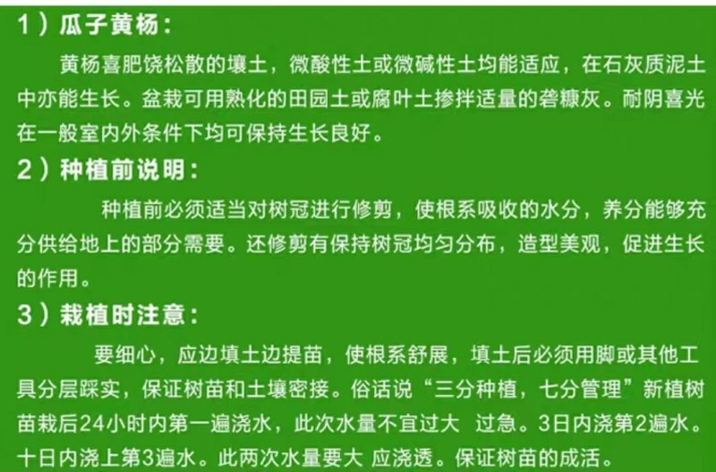 庭院绿篱植物造型树小叶黄杨球瓜子黄杨球盆景四季长青冬青