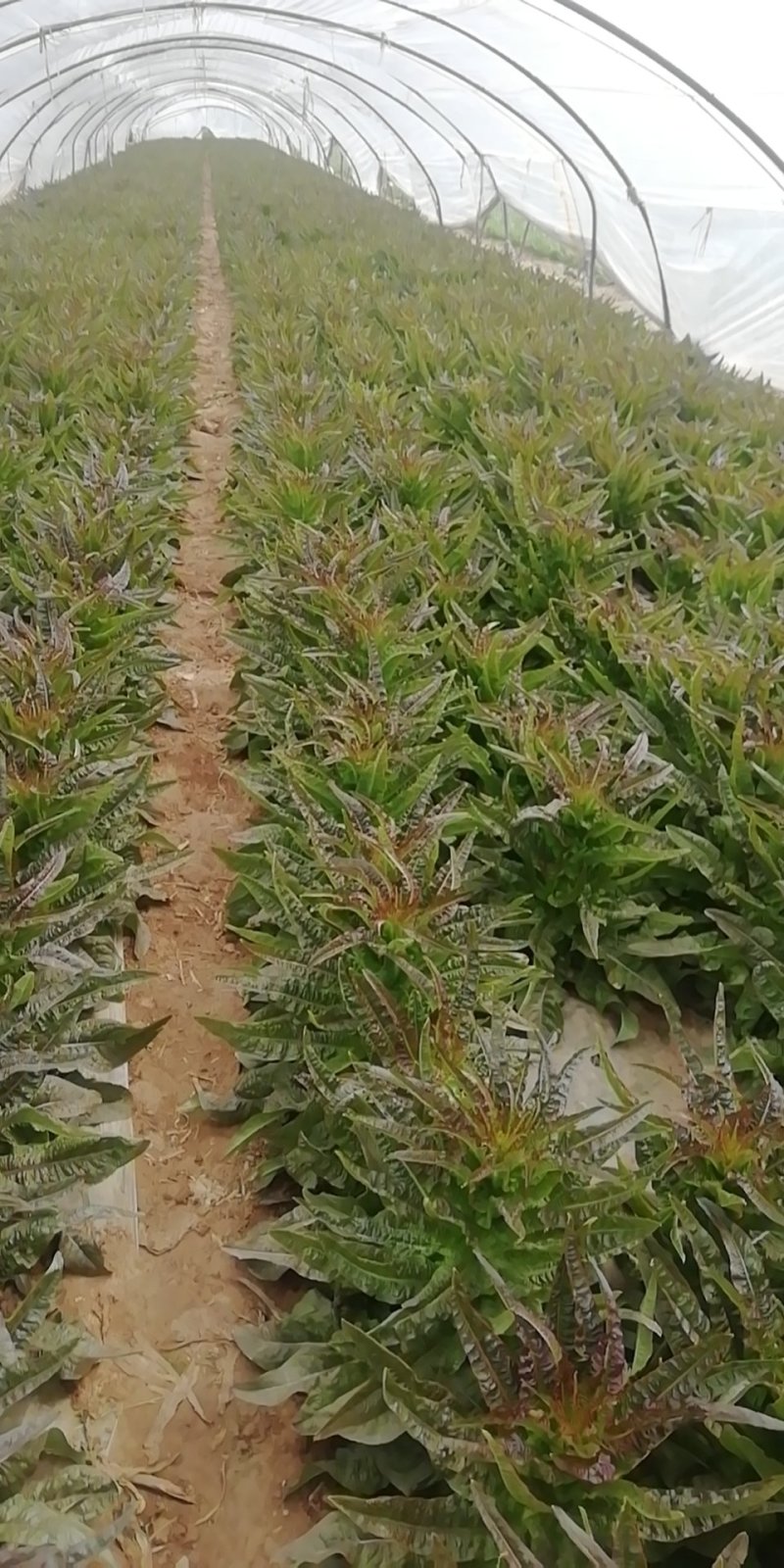 红叶青香笋大量上市了，质量可量，代客户发货