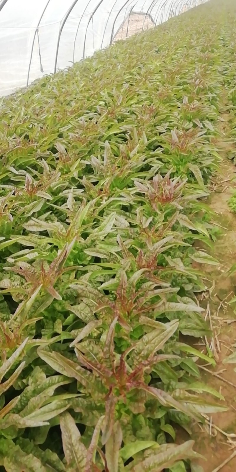 红叶青香笋大量上市了，质量可量，代客户发货