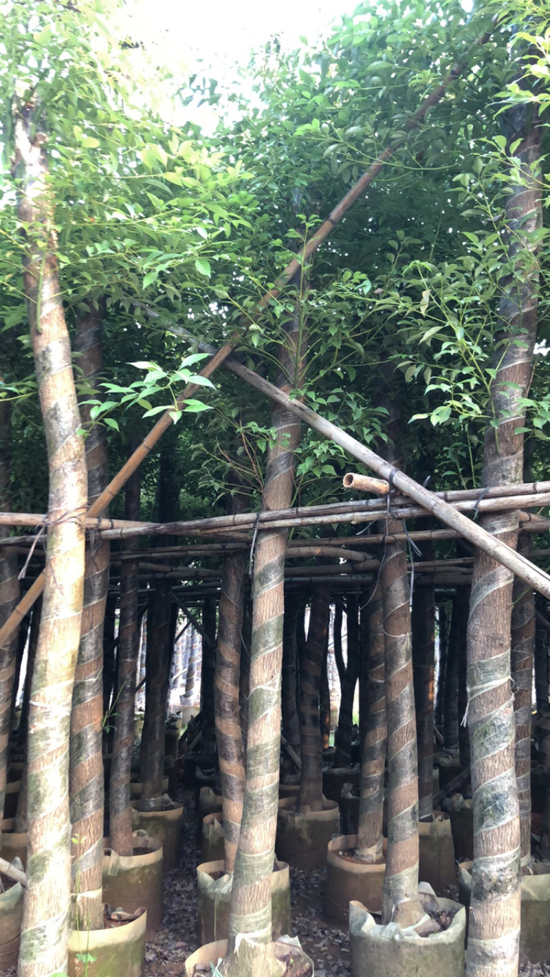 香樟苗3-5-50公分