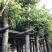 香樟苗3-5-50公分