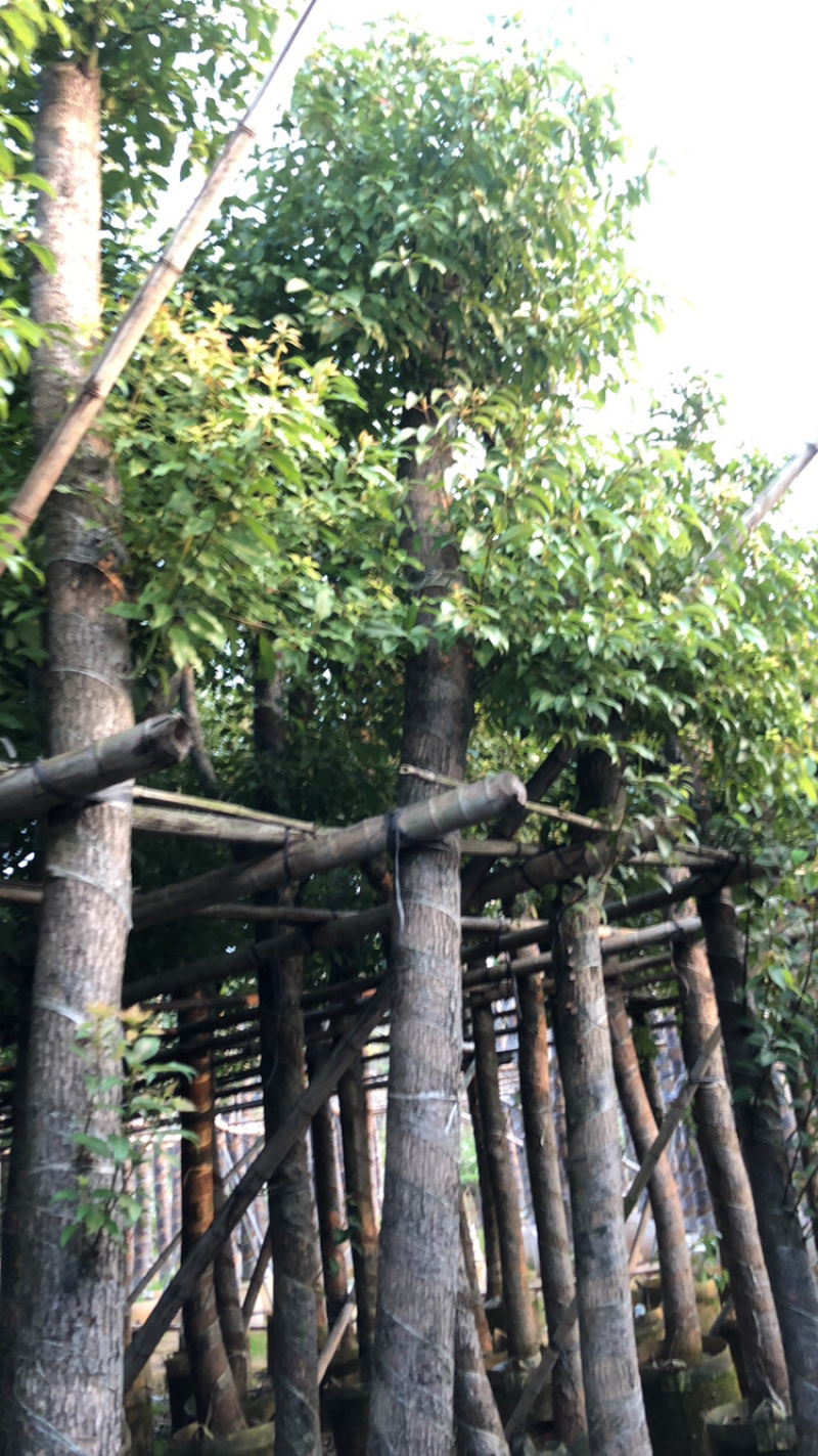 香樟苗3-5-50公分