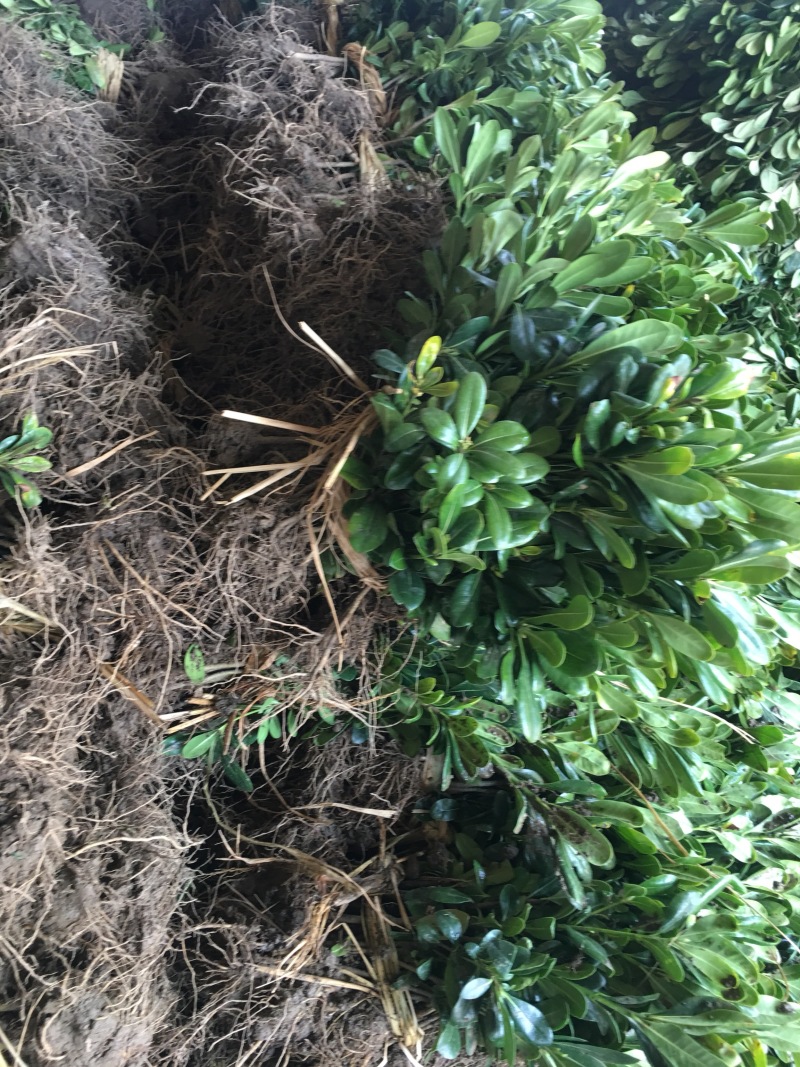 海桐苗海桐小苗高度40到50左右保鲜发货
