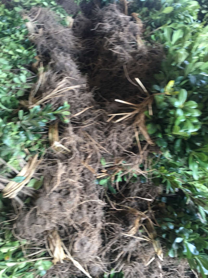 海桐苗海桐小苗高度40到50左右保鲜发货