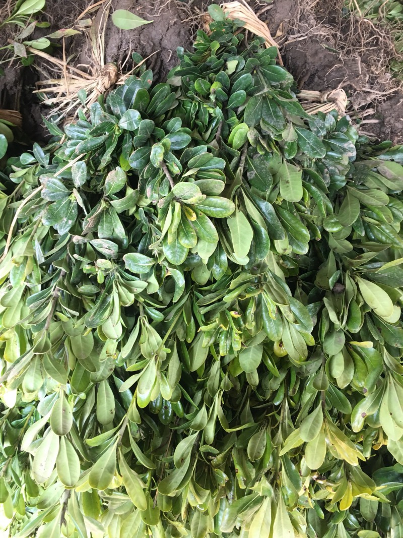 海桐苗海桐小苗高度40到50左右保鲜发货
