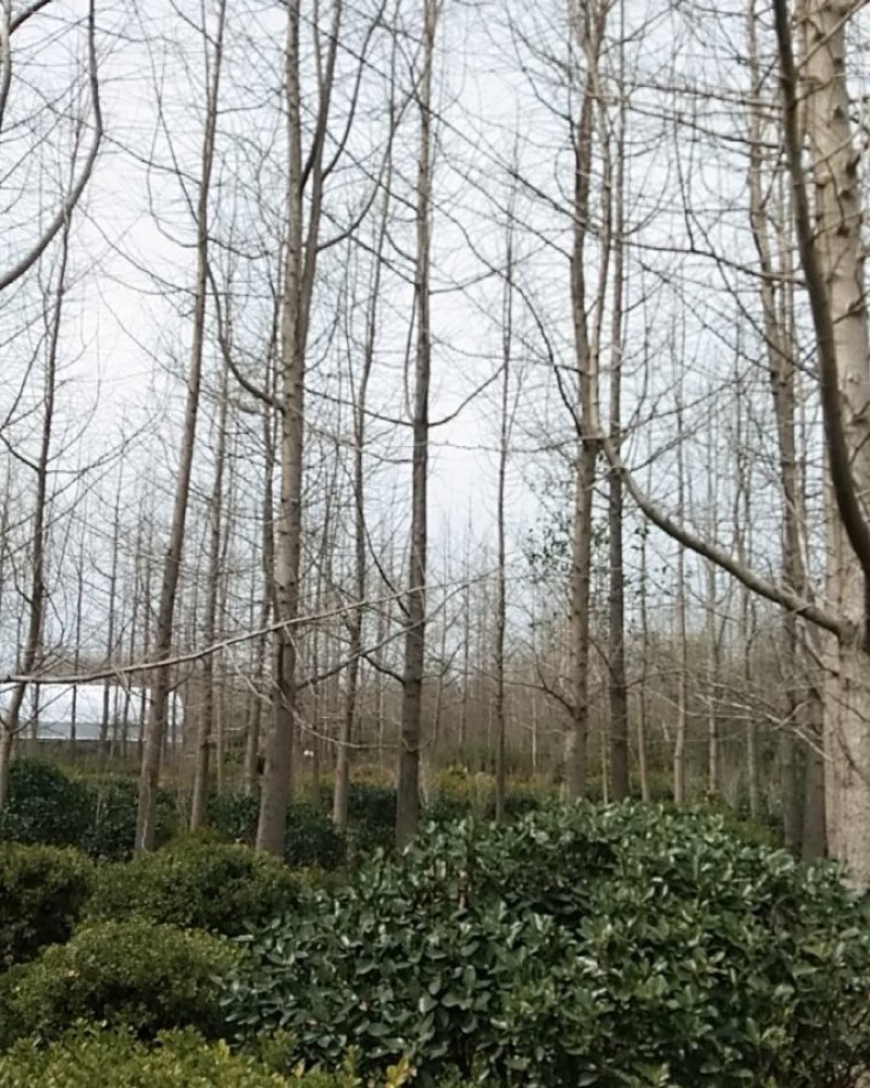 银杏树又名白果树嫁接结果树实生齐全规格齐全