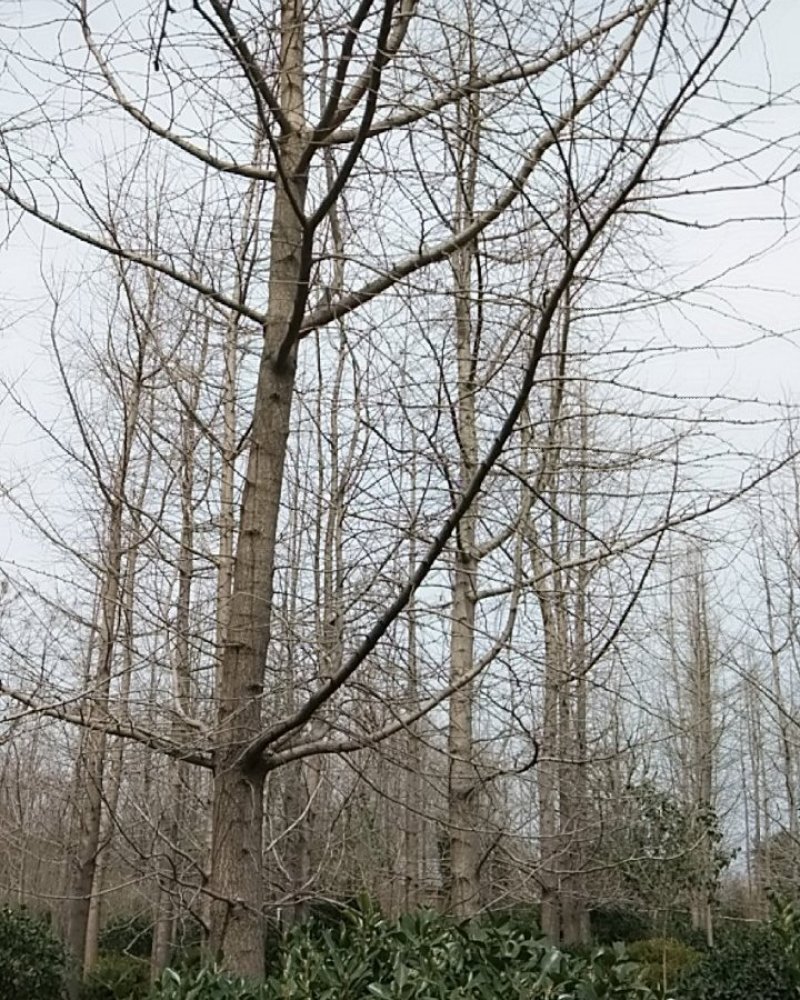 银杏树又名白果树嫁接结果树实生齐全规格齐全