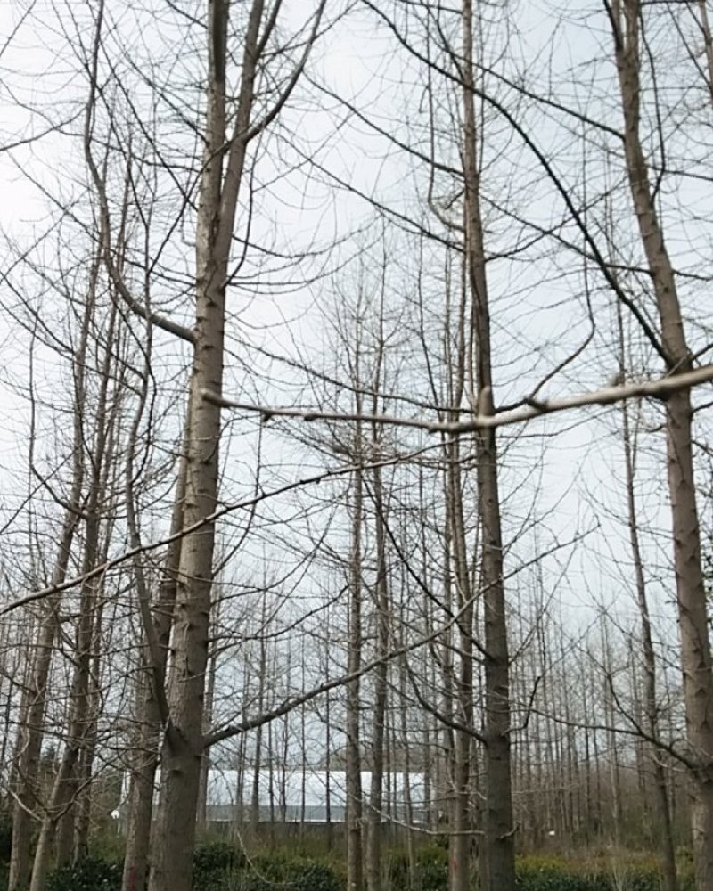 银杏树又名白果树嫁接结果树实生齐全规格齐全