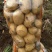 黄金薯尤金，荷兰，土延，新佳，微7土豆3两以上精品