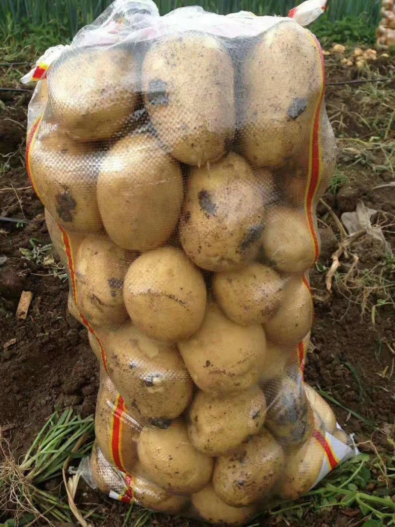 黄金薯尤金，荷兰，土延，新佳，微7土豆3两以上精品