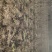 朝鲜黄杨黄杨价格黄杨产地黄杨