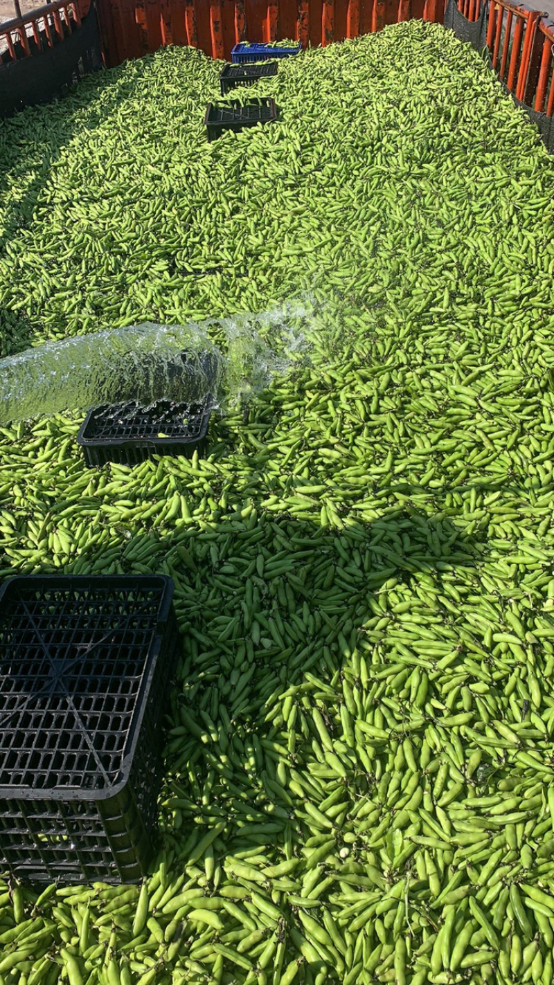 精品胡豆，大量上市，质量好，价格实惠！专业代办，诚信第一