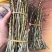 铁皮石斛鲜条，3年老条，胶质饱满，基地直销。