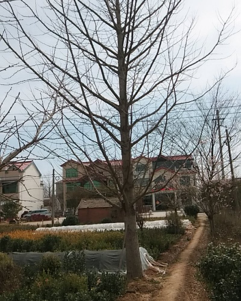 银杏树又名白果树嫁接结果树实生齐全规格齐全