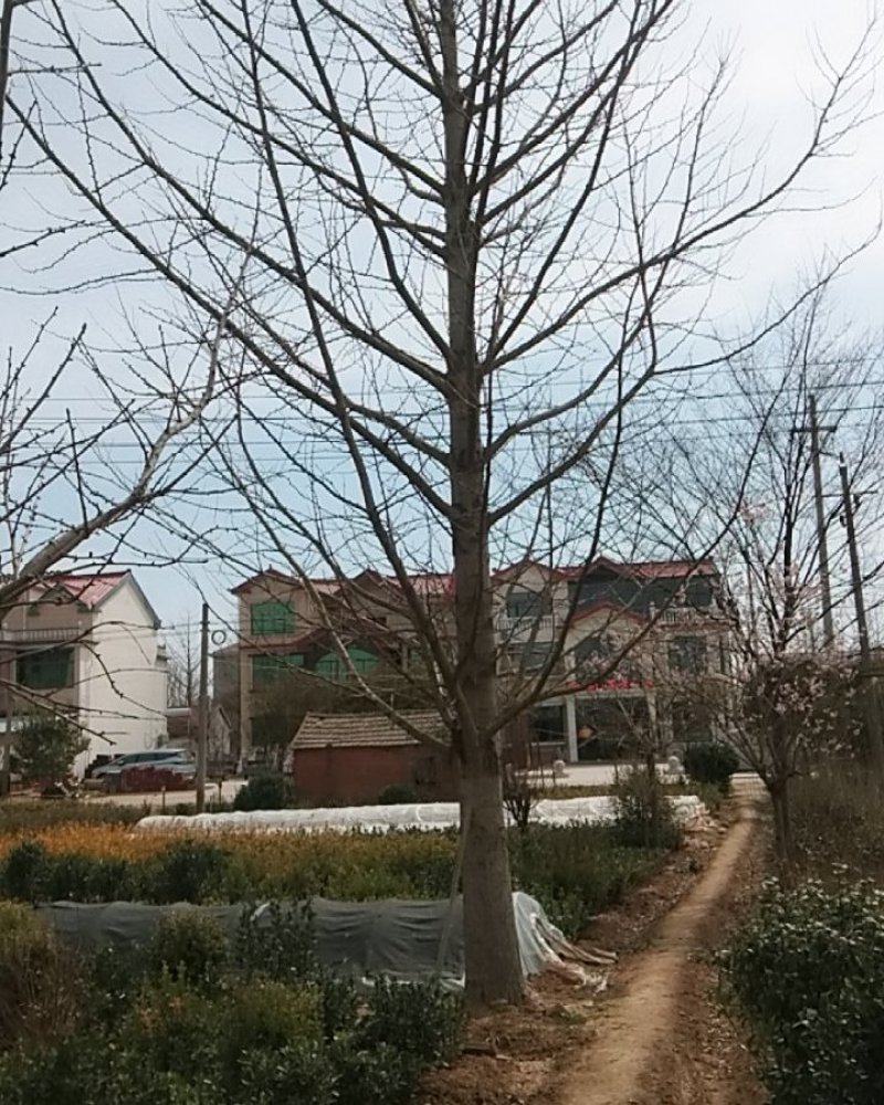 银杏树又名白果树嫁接结果树实生齐全规格齐全