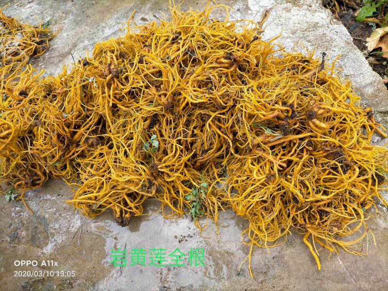防野人工种植岩黄莲/产地直销/货源充足