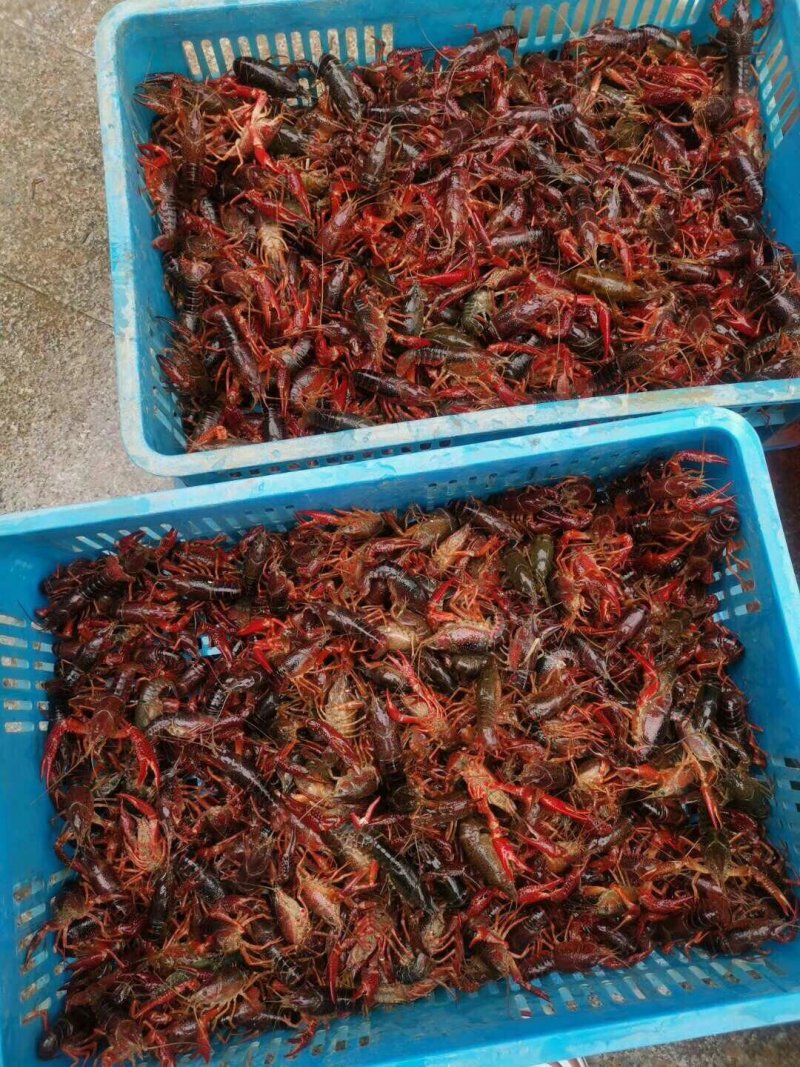 小龙虾