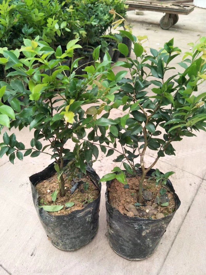 【新品首发】嘉宝果苗福冈嘉宝果苗福冈嘉宝果苗嘉宝果