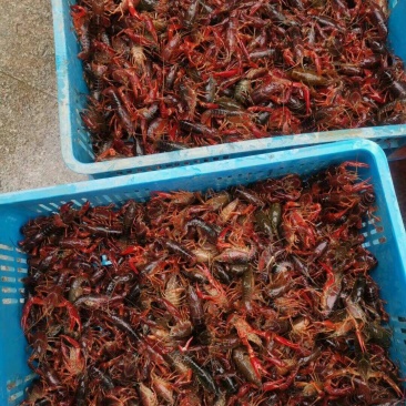 小龙虾