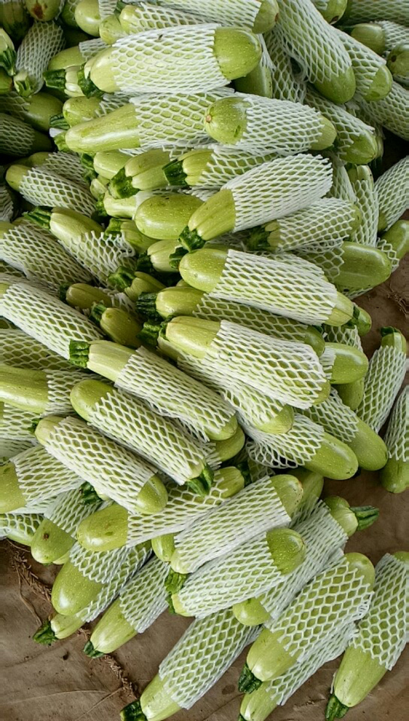 供应蔬菜