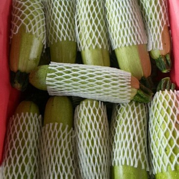 供应蔬菜