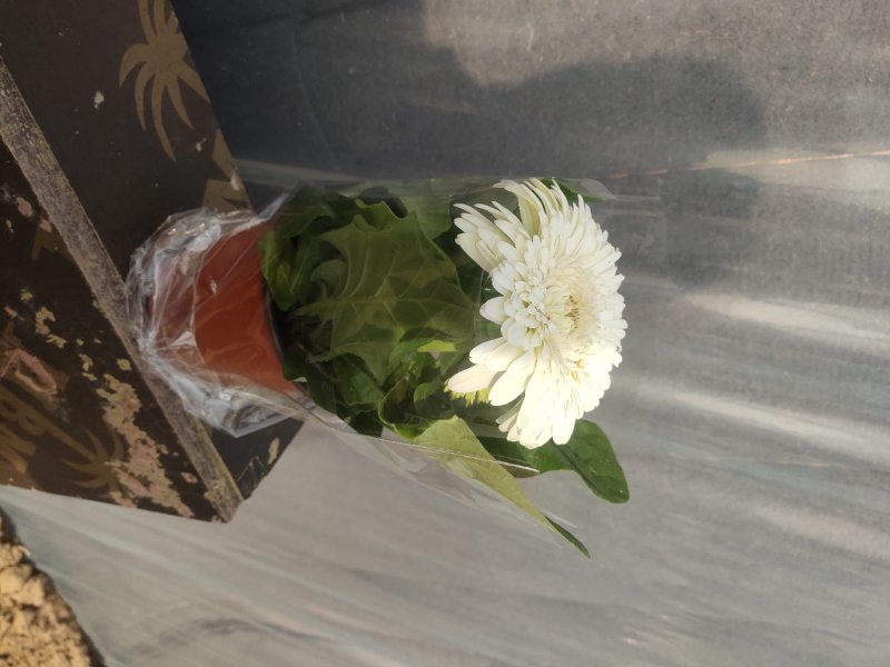 盆栽扶郎花观赏时间长，月月开花，好管理