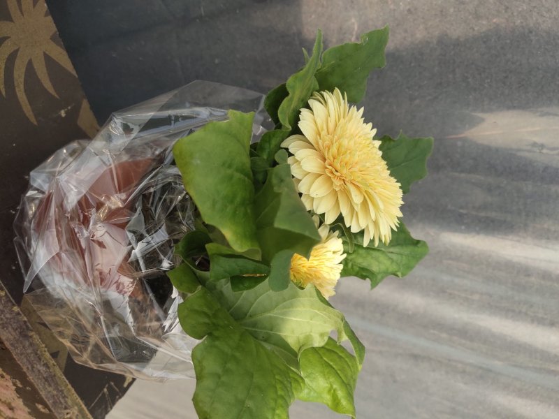 盆栽扶郎花观赏时间长，月月开花，好管理