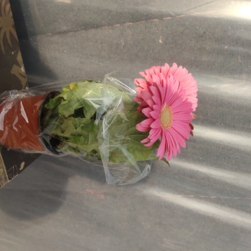 盆栽扶郎花观赏时间长，月月开花，好管理