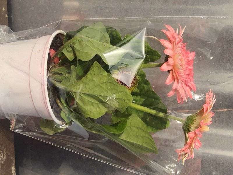 盆栽扶郎花观赏时间长，月月开花，好管理