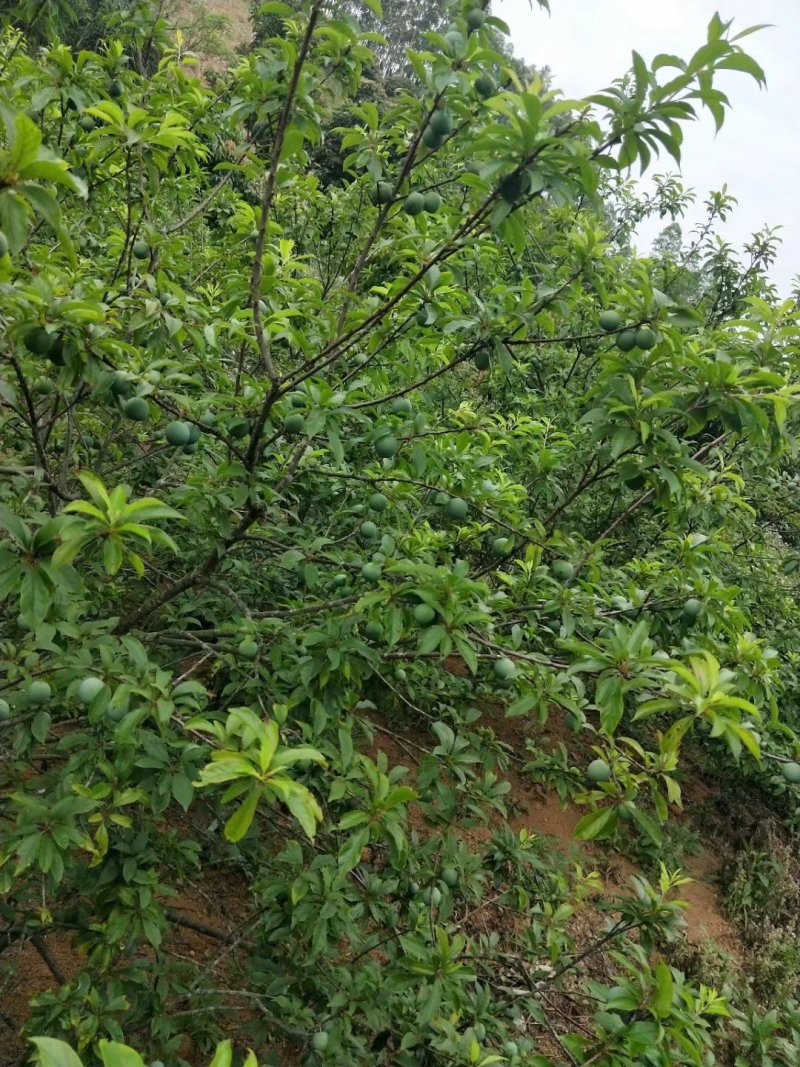 三华李果苗迟熟三华李苗品种纯正成活率高根系发达
