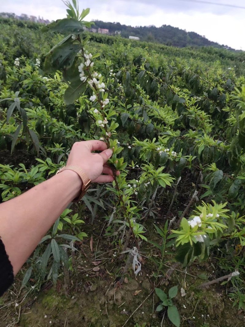 三华李果苗迟熟三华李苗品种纯正成活率高根系发达