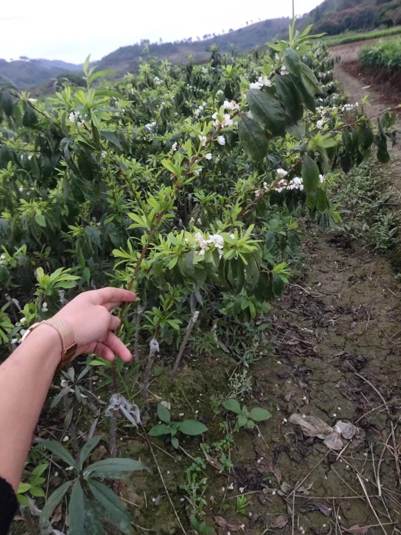 三华李果苗迟熟三华李苗品种纯正成活率高根系发达