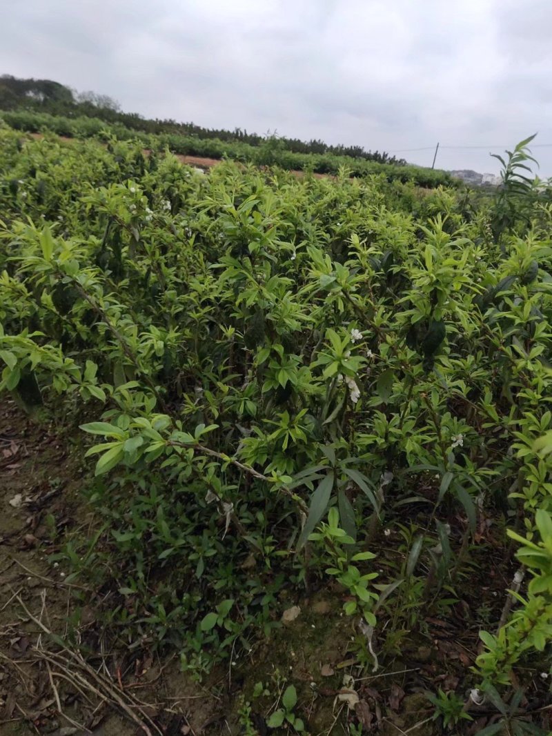 三华李果苗迟熟三华李苗品种纯正成活率高根系发达