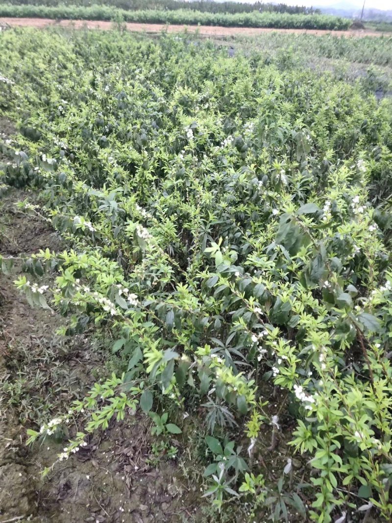 三华李果苗迟熟三华李苗品种纯正成活率高根系发达
