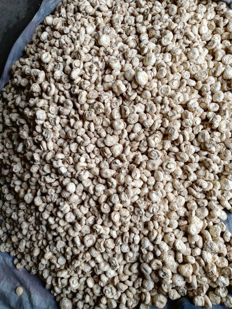 口蘑干整菇无开伞一级