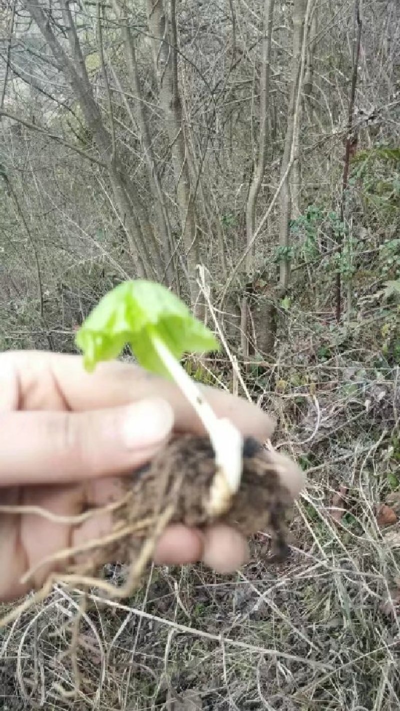野生八角莲苗山荷叶金魁莲旱八角江边一碗水绿植
