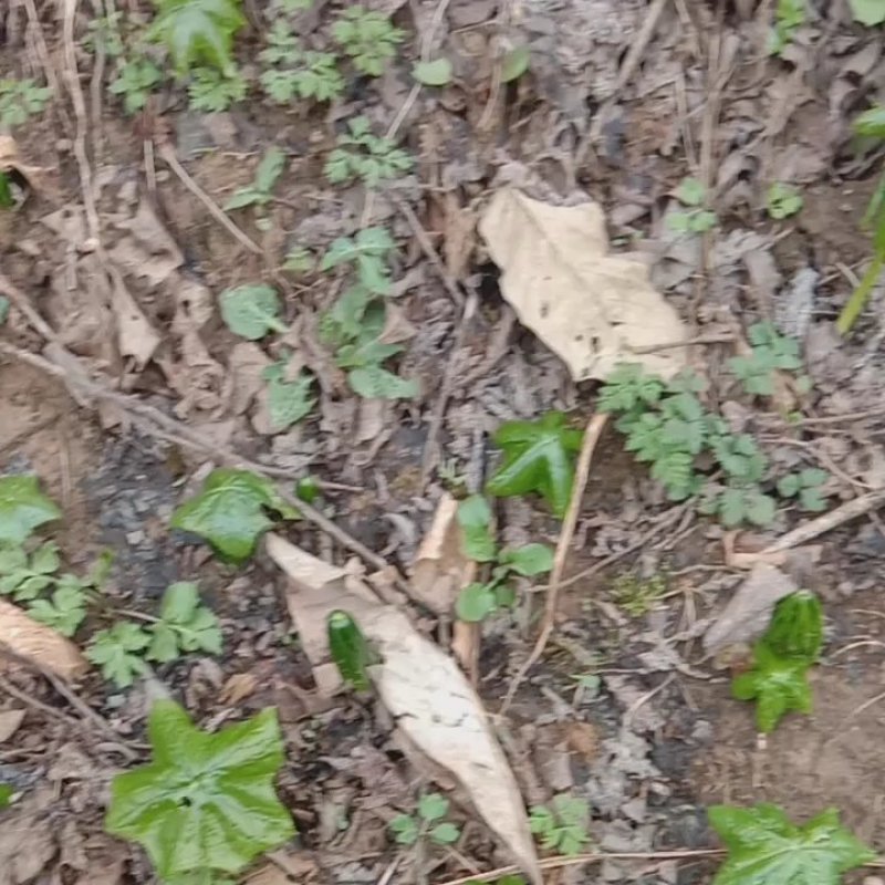 野生八角莲苗山荷叶金魁莲旱八角江边一碗水绿植