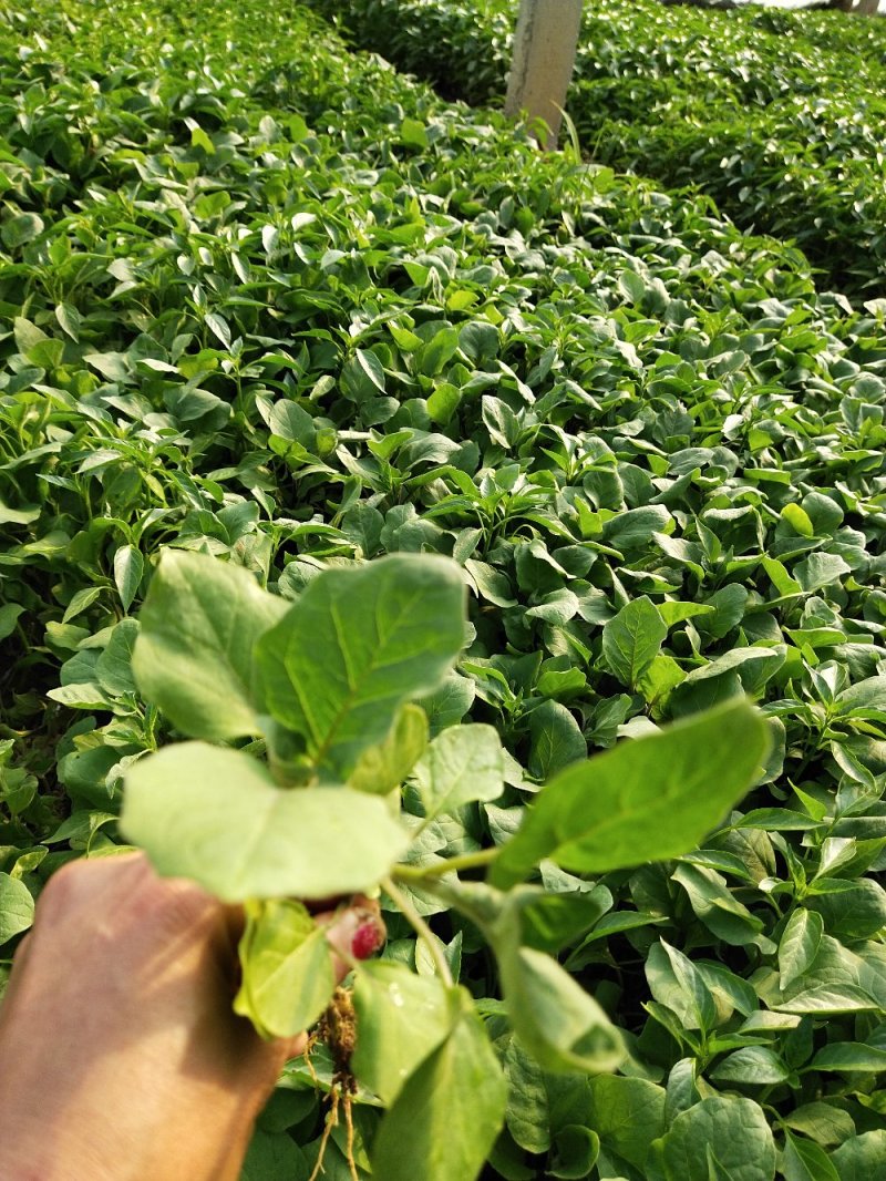 优质圆茄苗，育苗基地直供，大量供应，当天下单，当天发货