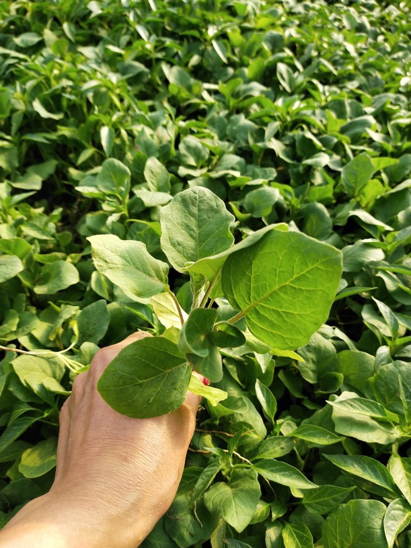 优质圆茄苗，育苗基地直供，大量供应，当天下单，当天发货