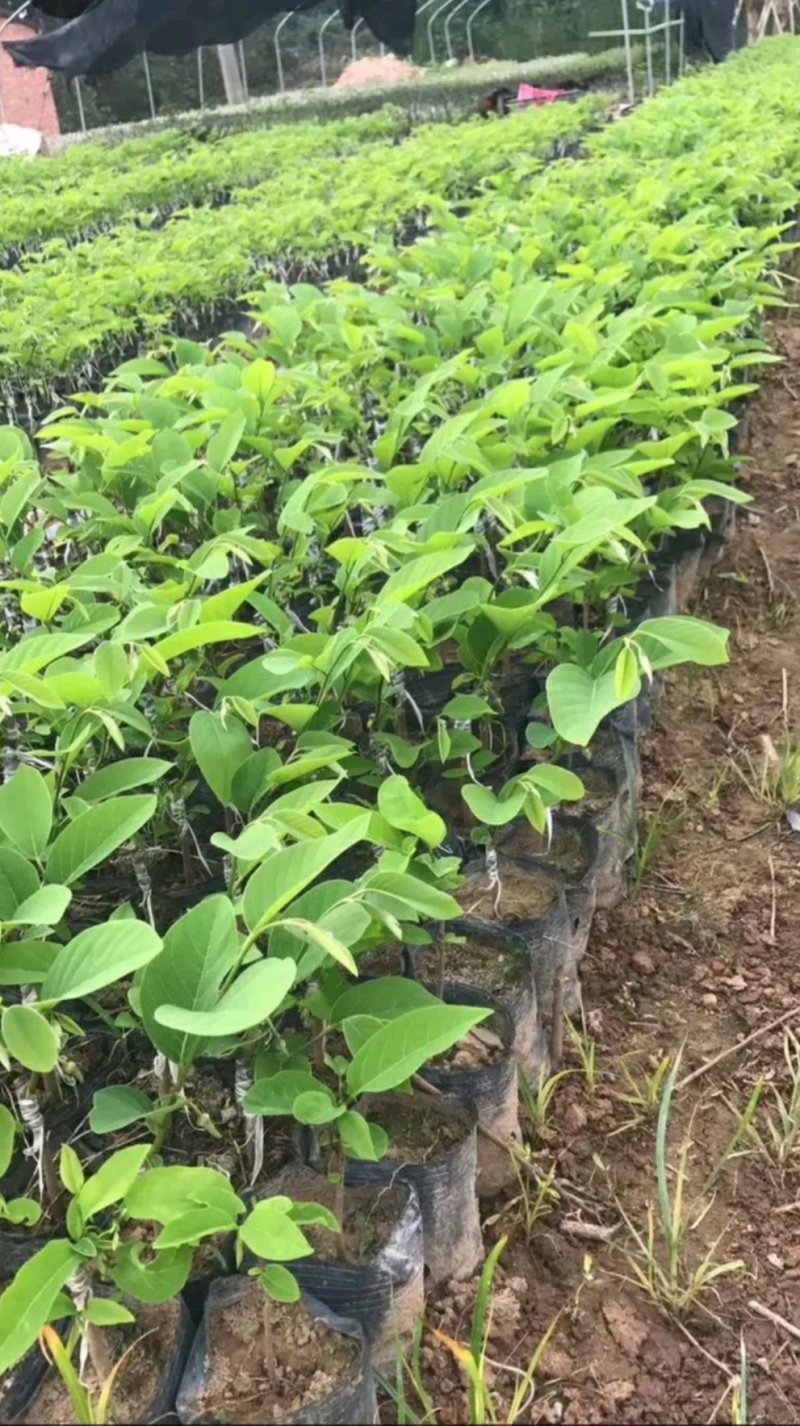 台湾凤梨释迦果苗，美植袋大苗